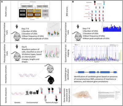 Born to Cry: A Genetic Dissection of Infant Vocalization